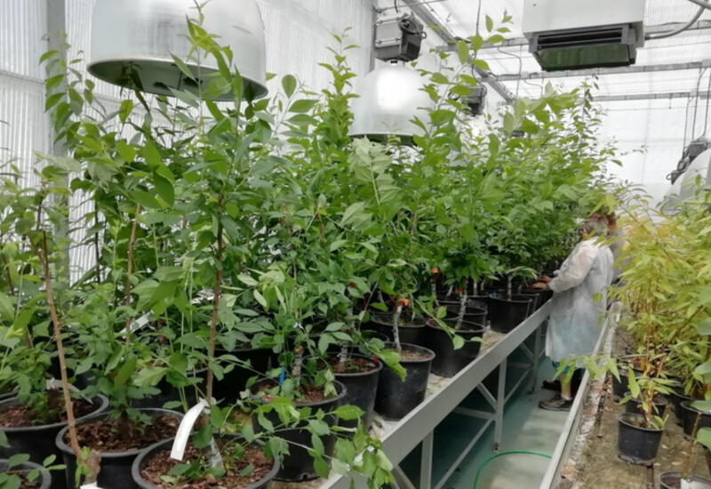 Le CTIFL a  mis en place un protocole de recherche sous serre visant à éliminer les cultivars de pruniers les plus sensibles à l’ECA. © CTIFL
