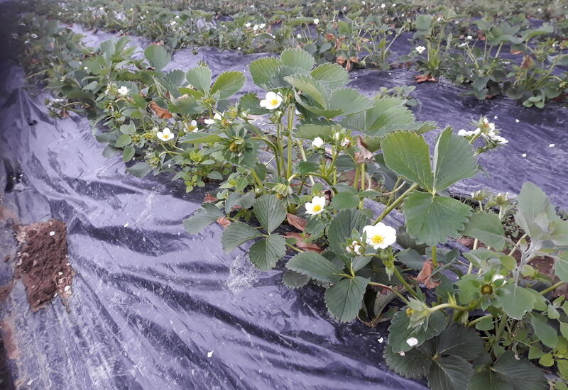 La plantation en sol de trayplants de fraisier est en augmentation chez les maraîchers diversifiés. Cette technique est maintenant bien maîtrisée par les professionnels. © C.A Savoie Mont-Blanc