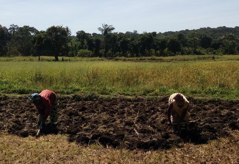 En Guinée, la pomme de terre est cultivée en rotation avec l’arachide, le maïs ou le riz sur trois cycles : avec irrigation durant la saison sèche et dans l’intersaison dans les bas-fonds et les plaines.  © AFDI