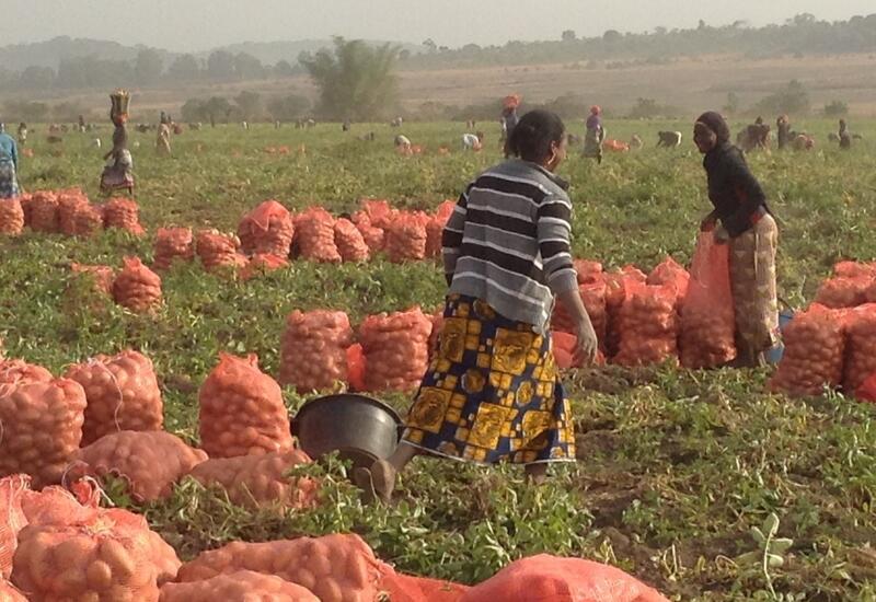 La pomme de terre est majoritairement cultivée par des femmes et assure une  rente financière pour la scolarisation, les soins ou l’amélioration des habitats. © AFDI