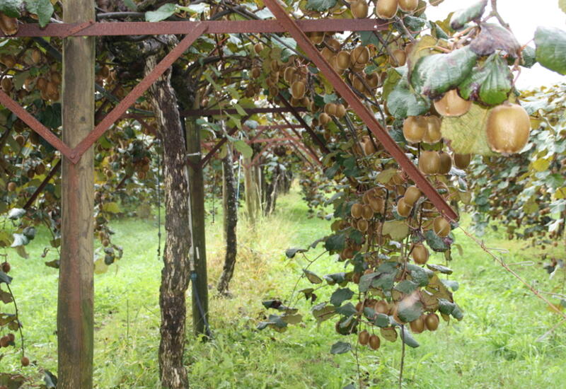 La production annuelle du secteur touché pourrait être amputée de 1 500 à 1 800 tonnes de fruits. © RFL