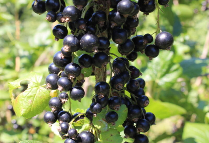 800 tonnes de la variété de cassis « Noir de Bourgogne », la plus aromatique, ont été récoltées en 2020. © rfl