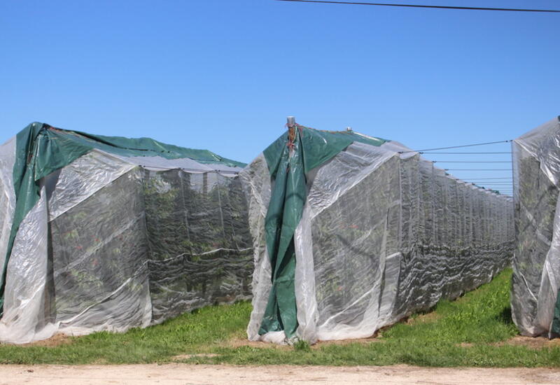 Des filets monorang avec bâches sont installés chez une cinquantaine de producteurs de cerise en France. © A.Lasnier