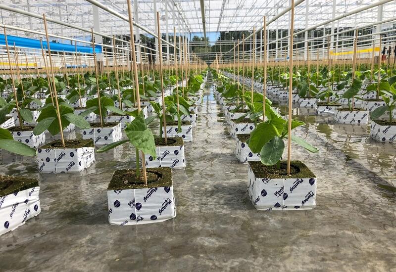 Le subirrigation permet d'améliorer l'homogénéité de la croissance des plants et de réduire la pression sanitaire, comme ici chez le Groupe  Briand Plants. © Groupe Briand plants