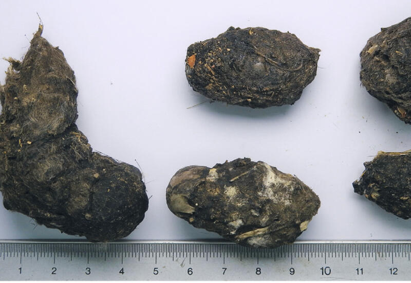 Les pelotes de réjection contiennent notamment des restes osseux des mammifères consommés (en photo, pelotes de réjection d'effraie des clochers). © B. Vollot