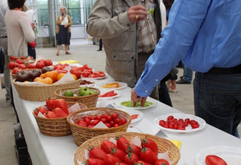 Plus de deux millions de variations mineures du génome de la tomate ont été analysés pour identifier les gènes de sa saveur. © RFL