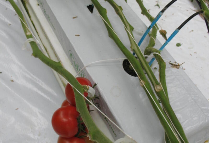 Le projet Reveil vise à identifier des différences d’efficience des fertilisants d’origine génétique entre les variétés de tomate.   © RFL