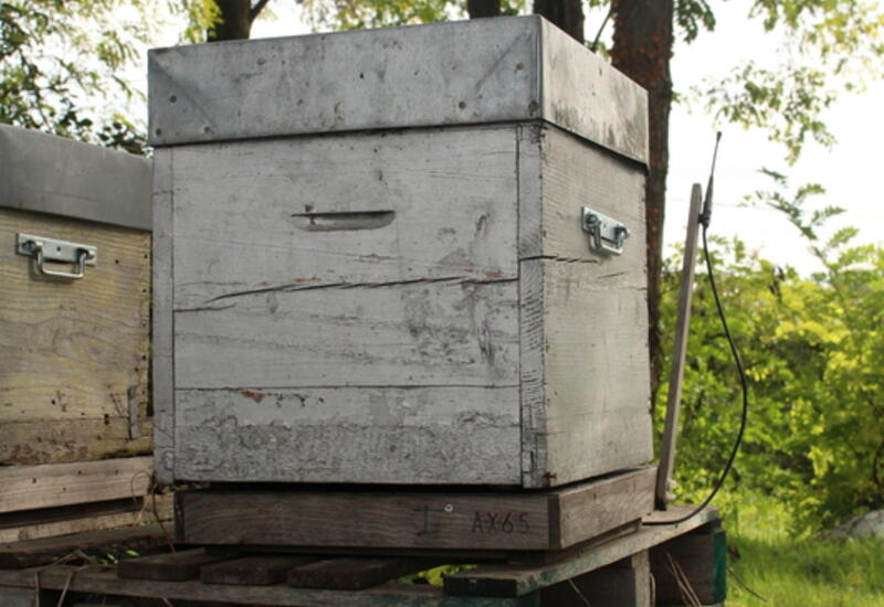 L'EARL de Beauvezet suit la bonne santé de ses ruches avec des balances connectées placées sous les ruches. © RFL