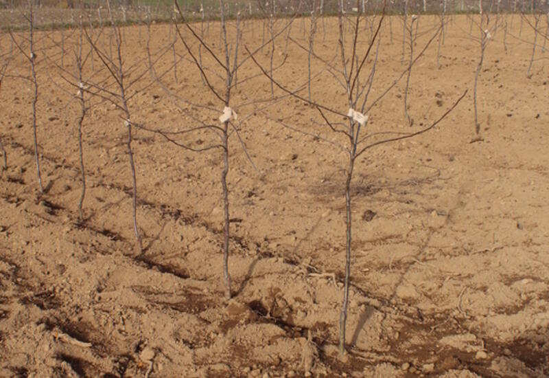 La densité de plantation influence le potentiel de rendement lors de replantations successives. © Invenio