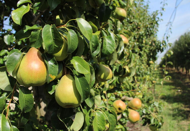 La poire et de nombreuses autres productions fruitières et légumières pourraient subir des pertes économiques. © RFL
