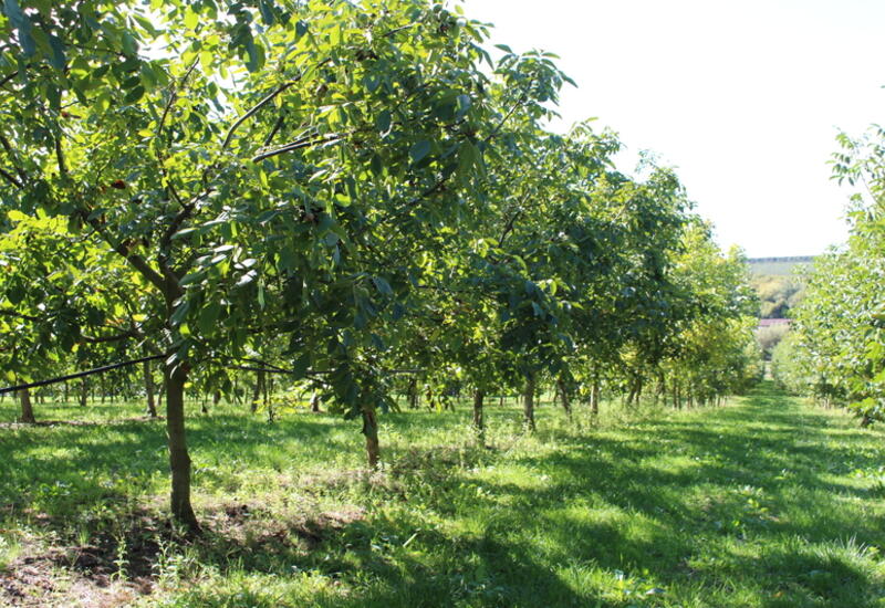 L'irrigation devient indispensable pour assurer la pérennité de la filière noix en Corrèze. © RFL