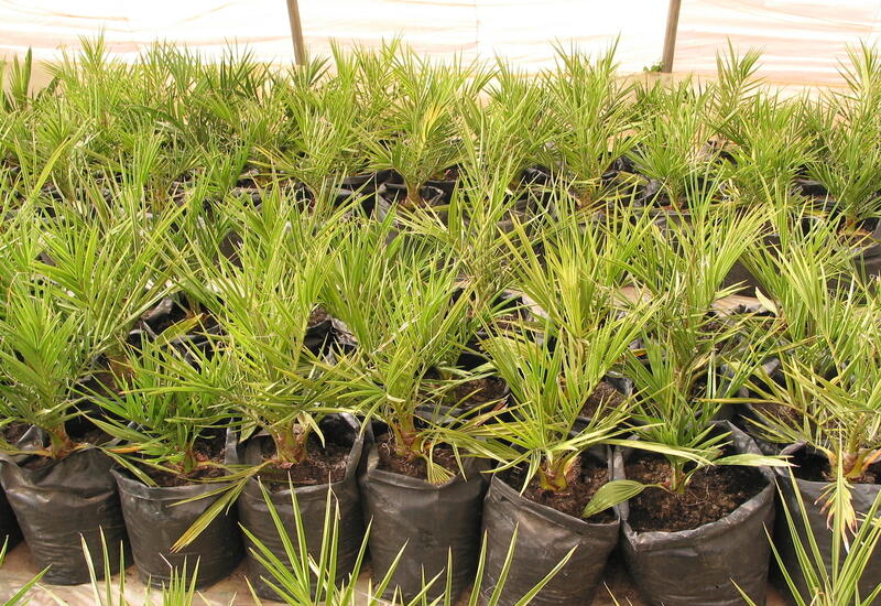 Le palmier dattier fait partie des cultures dont le développement est envisagé pour s'adapter au changement climatique. © RFL