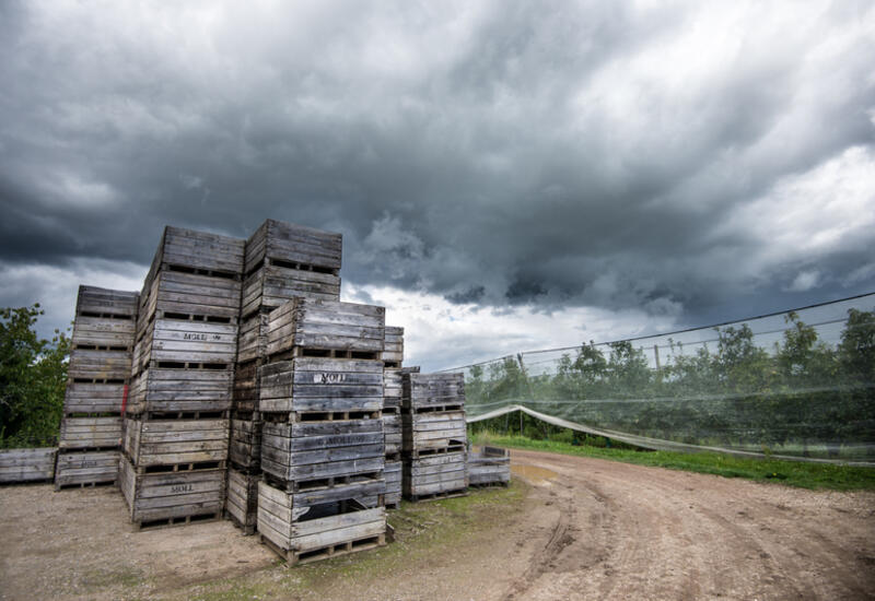 Tous les bassins de production fruitière sont aujourd'hui impactés par le manque de froid et les coups de chaud en été. © Franc Petit