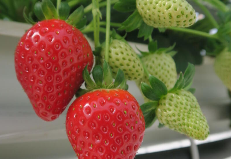 Sur les dix dernières années, le CPVO a enregistré en moyenne 25 nouvelles demandes de protections pour les variétés de fraises. © CTIFL