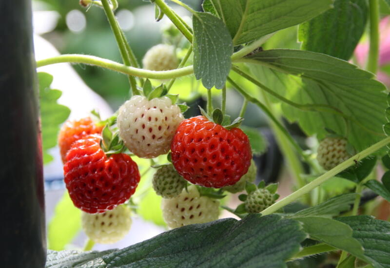 Trop matures, les variétés de fraises blanches virent au rose et  perdent leurs arômes et leur capacité de conservation, ici la variété Anablanca. © RFL