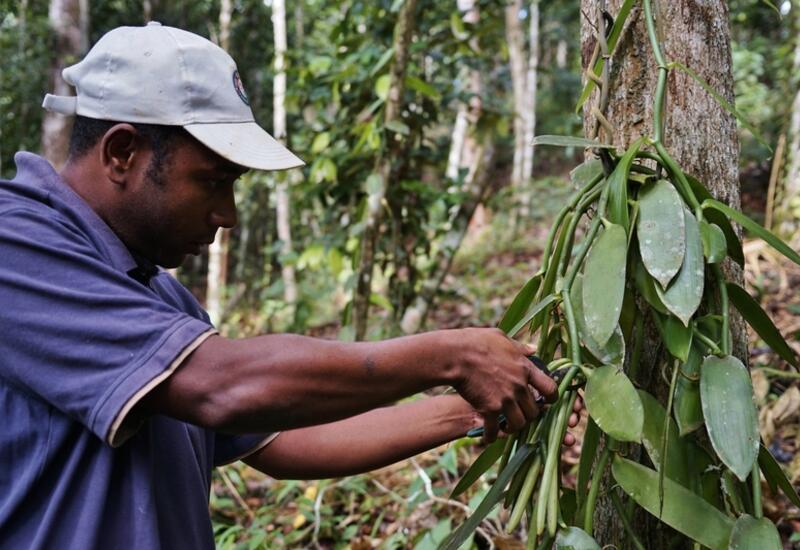Le vanillier s'adapte bien à l'agroforesterie, en Guadeloupe, et produit des gousses capables de rivaliser avec ses homologues de l'Océan indien. © D-L Aubert-DAAF Guadeloupe