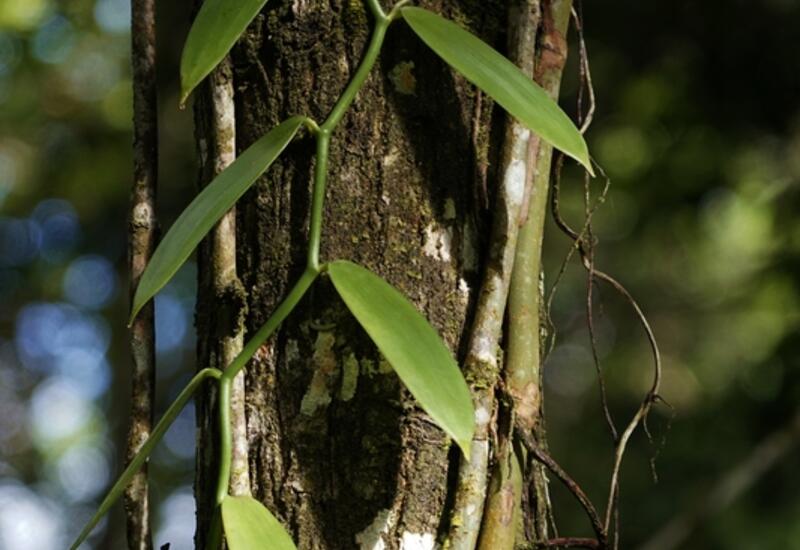 Les troncs de la forêt tropicale servent de tuteur naturel aux vanilliers. © D-L Aubert-DAAF Guadeloupe