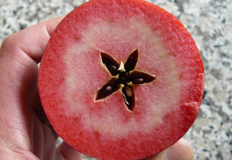 Pomme rouge à chair rouge, Red love est produite en agriculture biologique. © Sica PomAlpes