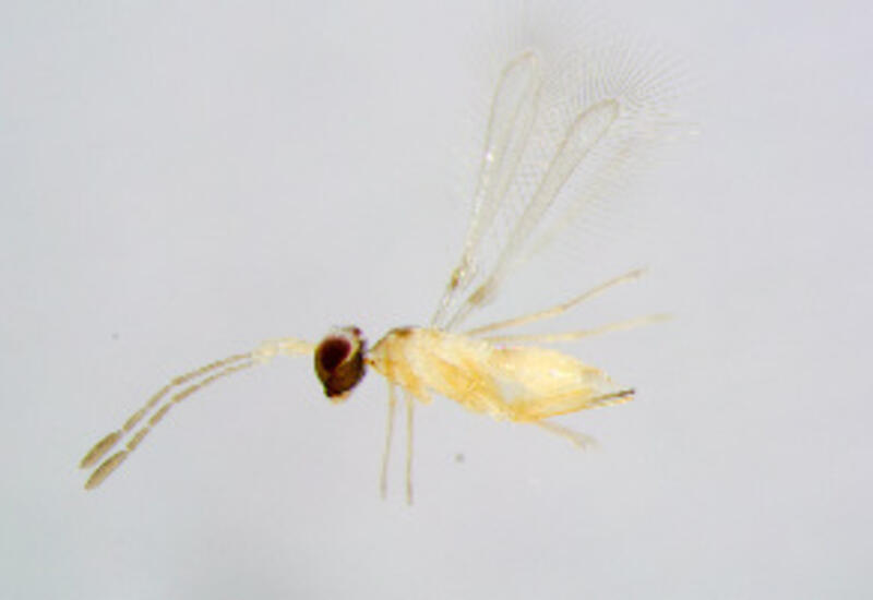 Anagrus atomus, parasitoïde des cicadelles © S. Schmidt, SNSB