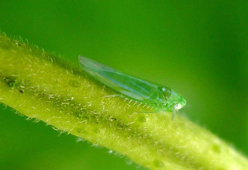 Les cicadelles vertes (ici Empoasca vitis) sont très polyphages et peuvent affecter notamment les cultures fruitières. © G.Hampshire