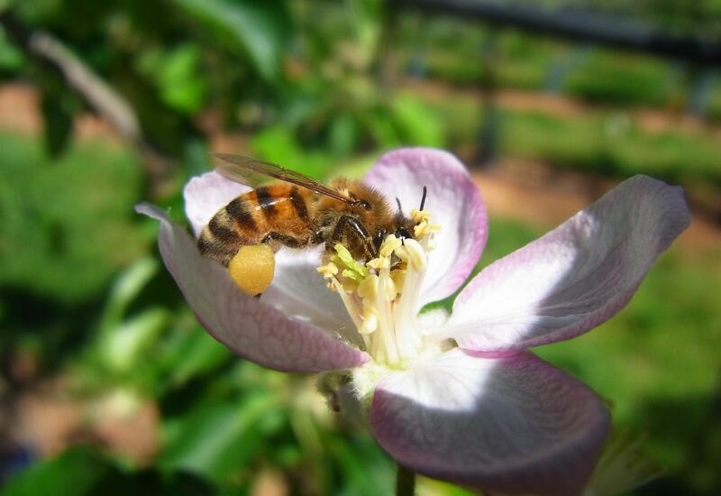 Le butinage frontal des fleurs par mes abeilles augmentent les chances de pollinisation. © CTIFL