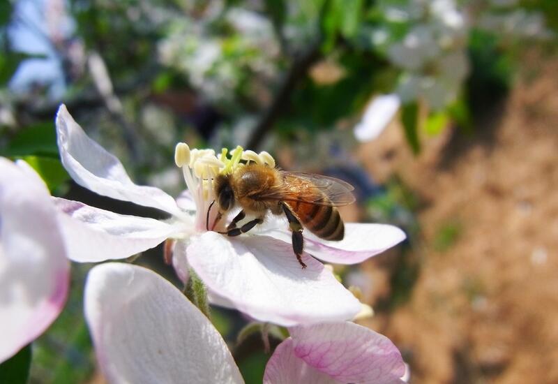 Lorsque les abeilles se posent sur les pétales sans toucher les stigmates, le taux de pollinisation est faible. © CTIFL