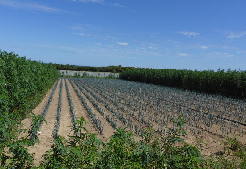 L'effet "plante barrière" d'une culture de chanvre entourant une parcelle de poireau a réduit la pression thrips dans l'essai. © Sileban