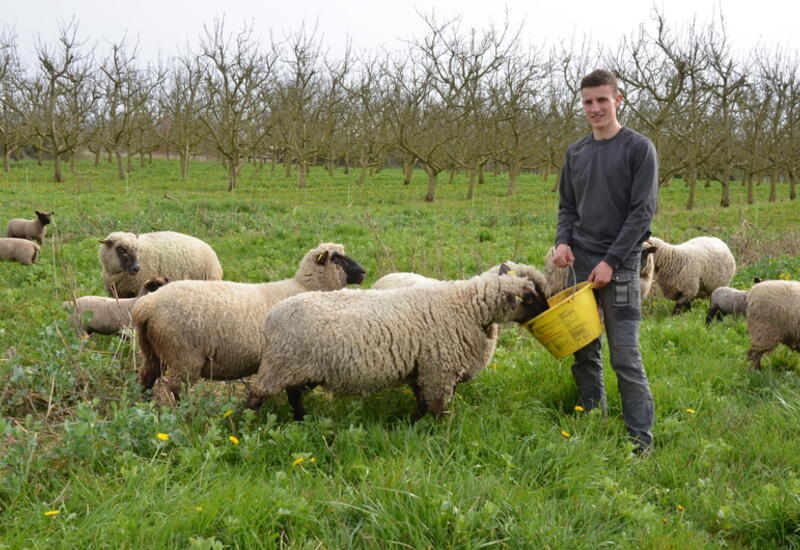 Les Shropshire sont des moutons originaires de Grande-Bretagne qui ne mangent pas l'écorce des arbres.  © D. Cordaz