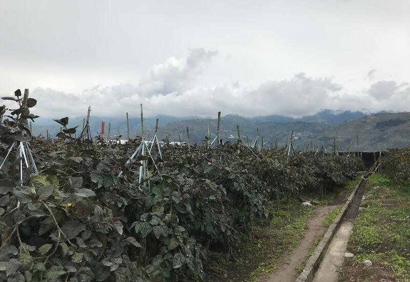 En Equateur, berceau botanique de la plante, le tamarillo se cultive entre 1 000 et 3 000 m d’altitude. © Y.Narbesla