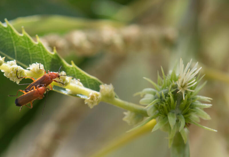 Les insectes les plus observés sur les fleurs femelles du châtaignier  pendant la floraison sont le coléoptère, le téléphore fauve.  © INRAE
