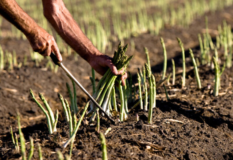 L'asperge d'Australie se récolte au printemps (pic en octobre) et en été (de mi-janvier à mi-avril). © AAC