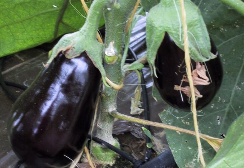 Le greffage de l'aubergine est plus courant sur porte-greffe tomate malgré une diversité générique globalement peu exploitée. © RFL