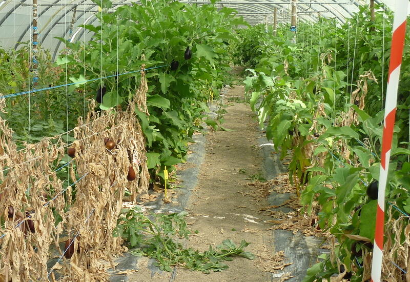 Seul S. torvum permet de sécuriser la culture d'aubergine, quelle que soit la pression sanitaire. © C.Goillon