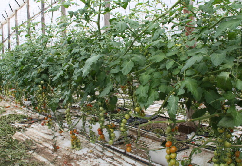 La tomate est de loin le légume le plus produit en Europe. L'Espagne en a produit 1,75 Mt en 2020. © RFL
