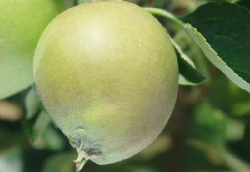 L'apparition de fruits déformés peut être due à un excès de mélange hormonal. © CTIFL