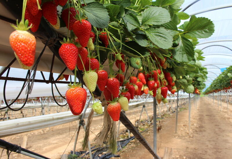 Le projet Optifraise a permis d’évaluer les besoins hydriques du fraisier en hors-sol en fonction de cinq stades phénologiques. © RFL
