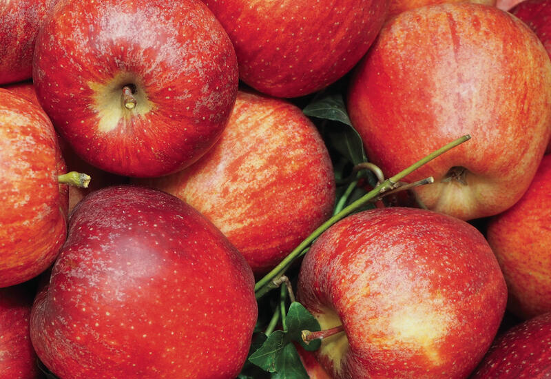 La production de pommes des pays de l'hémisphère Sud retrouve ses volumes de 2019 avec 5 millions de tonnes. © A. Sautois
