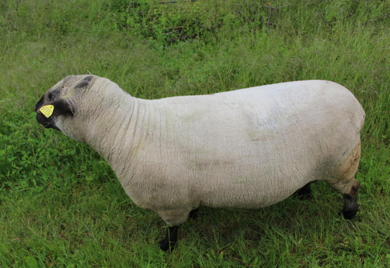 La race Shropshire est adaptée aux vergers car les moutons ne mangent pas l’écorce des arbres. © A. Lasnier