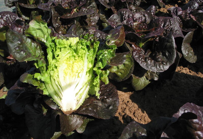Des salades plus compactes permettent de répondre aux nouvelles attentes des  consommateurs. © RFL