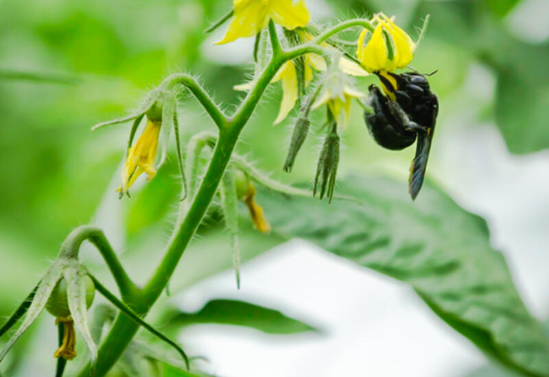 Le xylocope ou mouche charbon montre des capacités de pollinisation sous serre très élevées. © Y. Ah Hot
