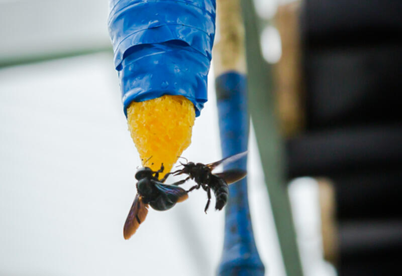 Une méthode d'élevage artisanale sur fleurs et sirop de nourrissage permet de multiplier simplement la mouche charbon. © Y. Ah Hot