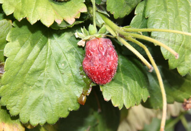 D.suzukii pond ses larves dans les fraises en sous maturité conduisant à leur pourrissement dès qu'elles mûrissent. © Invenio