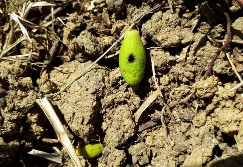 Les larves d'hoplocampe creusent des galeries dans les jeunes prunes. Celles-ci tombent au sol avant maturité. © Invenio