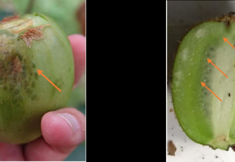 Des tâches translucides et du liège blanc sont les principaux dégâts causés par les piqûres de punaise diabolique sur kiwi.