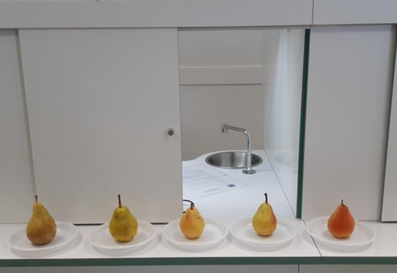 L’analyse sensorielle a été utilisée pour évaluer l’impact de la conservation en atmosphère contrôlée sur la qualité des poires. 