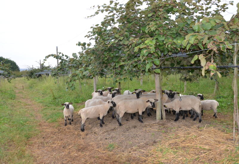 Les moutons sont capables de maîtriser le couvert végétal dans un verger par leur effet « tonte ».