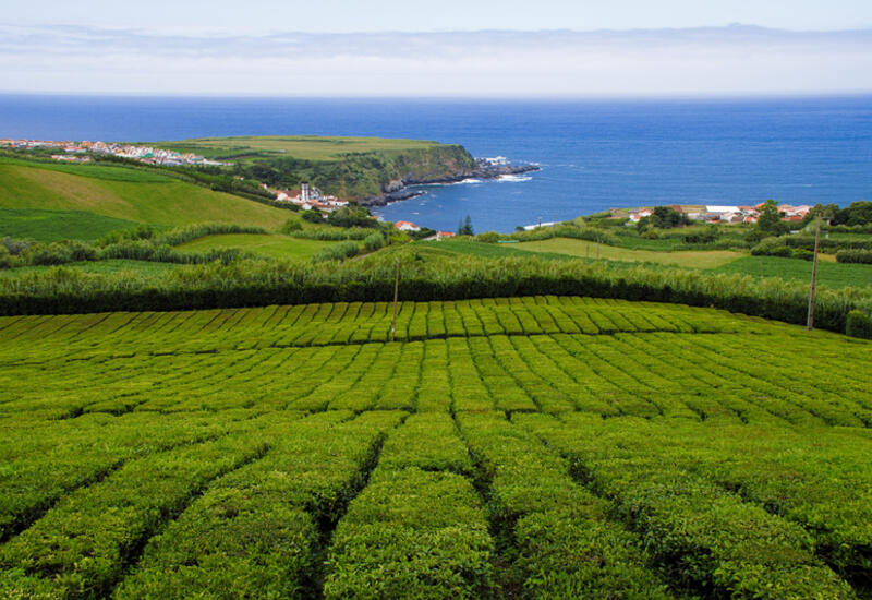 Aux Açores, le thé bénéficie de conditions idéales pour son développement.