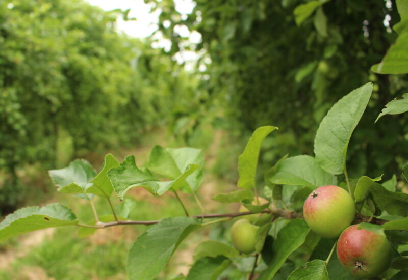Les fruits sont la troisième catégorie de culture la plus engagée en bio. Mais la croissance des surfaces, notamment en pomme, est assez faible.