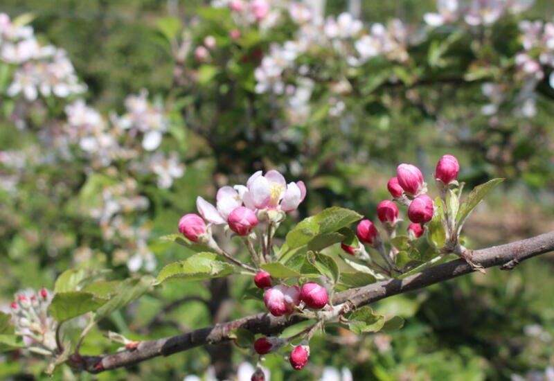 La date de floraison moyenne pour Braeburn sur le centre de Balandran est le 1er avril.