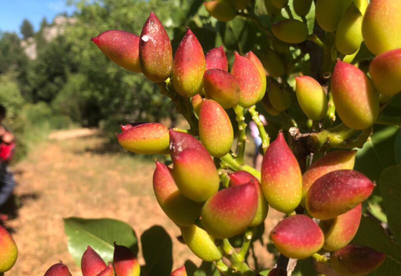 Sécuriser et développer la production d'amandes de façon qualitative et garantir un niveau de valorisation, tels sont les enjeux de  la jeune filière "Pistache en Provence".